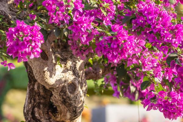 為什麼粵龍山被稱為三角梅王國？