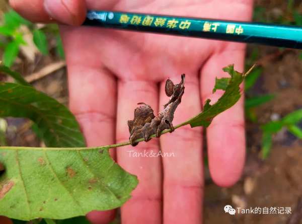 Tank的自然記錄•鱗翅目的蛾子們