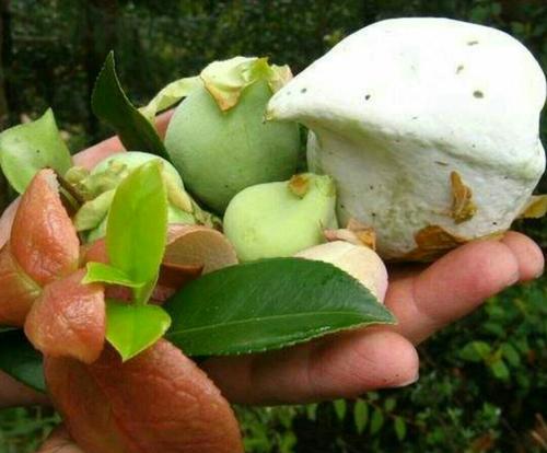 農村18種美味野果,你吃過幾種?能說出名字嗎?一起來認識下 農村18種美味野果,你吃過幾種?能說出名字嗎?一起來認識下