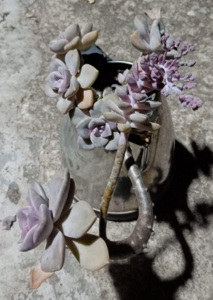 不走尋常路!水壺變盆栽,只需這3步,小巧精緻花樣多 不走尋常路!水壺變盆栽,只需這3步,小巧精緻花樣多