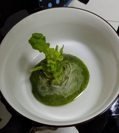 一塊生薑埋土裡,長出“姜崽芽”,兩個月能長1米高 一塊生薑埋土裡,長出“姜崽芽”,兩個月能長1米高