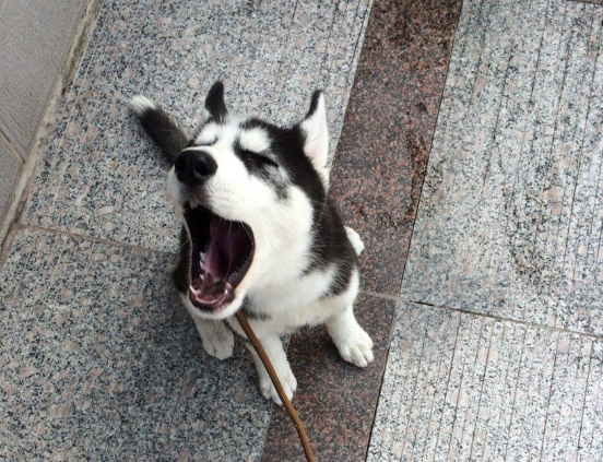 原來狗狗對主人“無條件服從”,是有這些表現 原來狗狗對主人“無條件服從”,是有這些表現