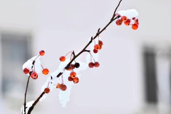 人間已冬，品一味歲月裡的清歡