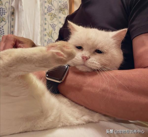 日本17歲高齡的貓咪剪指甲時委屈兮兮，感覺下一秒就要哭出來了