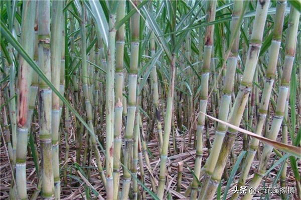 女性想要面板好,以下食物多吃點,美容養生,緩解疲勞,愛吃就賺 女性想要面板好,以下食物多吃點,美容養生,緩解疲勞,愛吃就賺