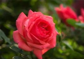 月季為何月月開花月月紅?——且聽我娓娓道來 月季為何月月開花月月紅?——且聽我娓娓道來