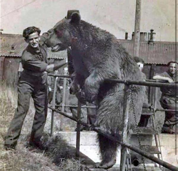 唯一一隻傳奇棕熊，擁有軍銜，上過戰場扛過炮彈，是二戰中的英雄