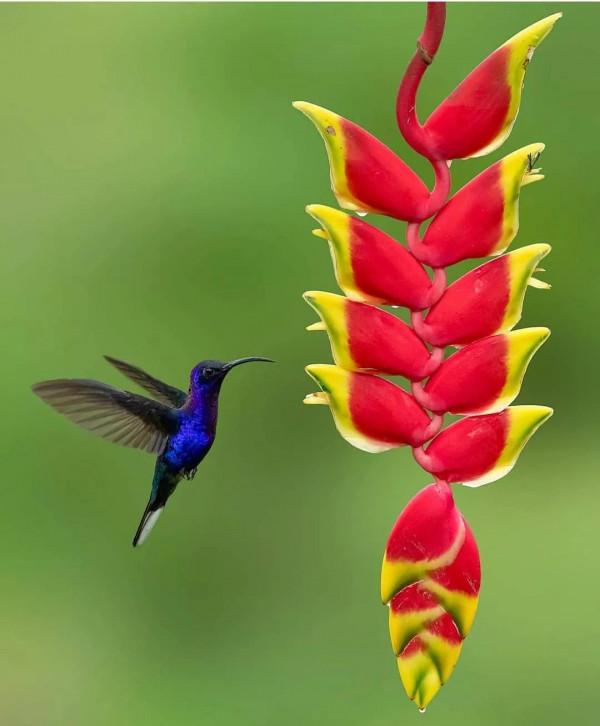 美麗動人的花鳥圖