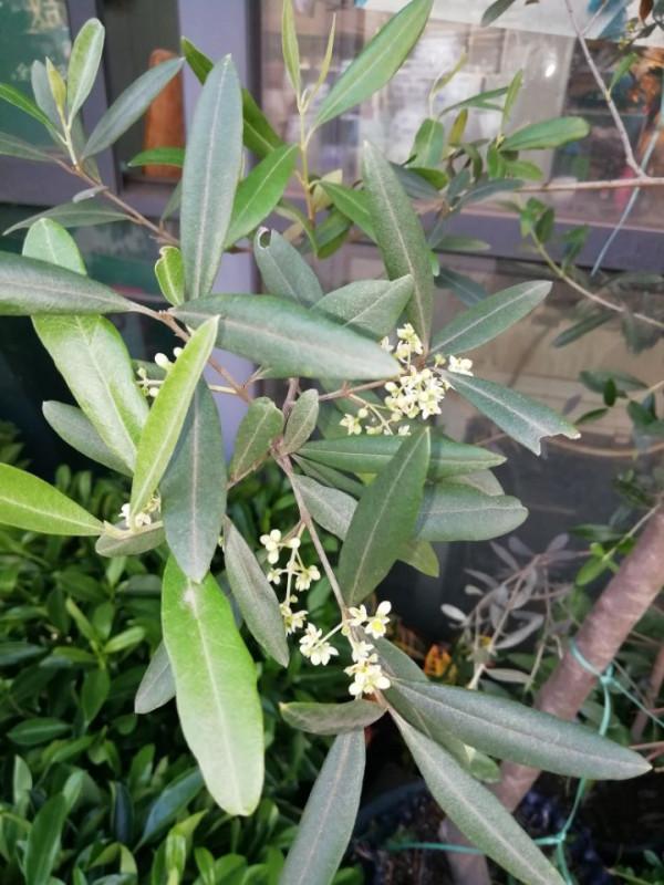 油料、園林綠化多用途常綠樹種——油橄欖