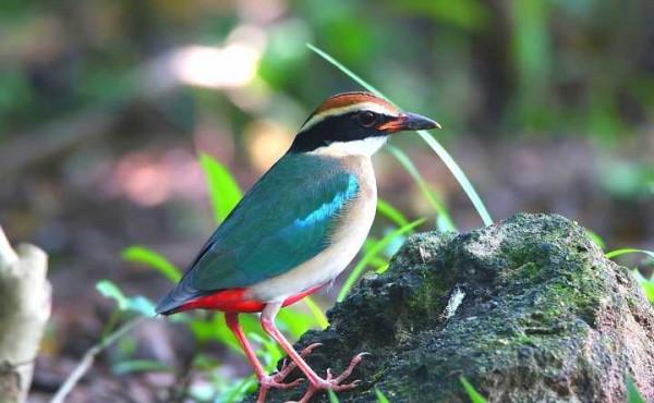 “鳥中西施”現身上海公園，全身羽毛有8種顏色，全國不到2000只