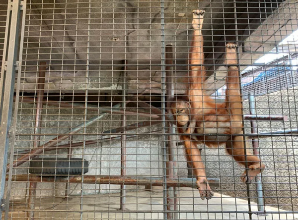 被囚禁水泥牢籠38年,一隻眼睛含淚的猩猩,成了無數人心中的痛 被囚禁水泥牢籠38年,一隻眼睛含淚的猩猩,成了無數人心中的痛