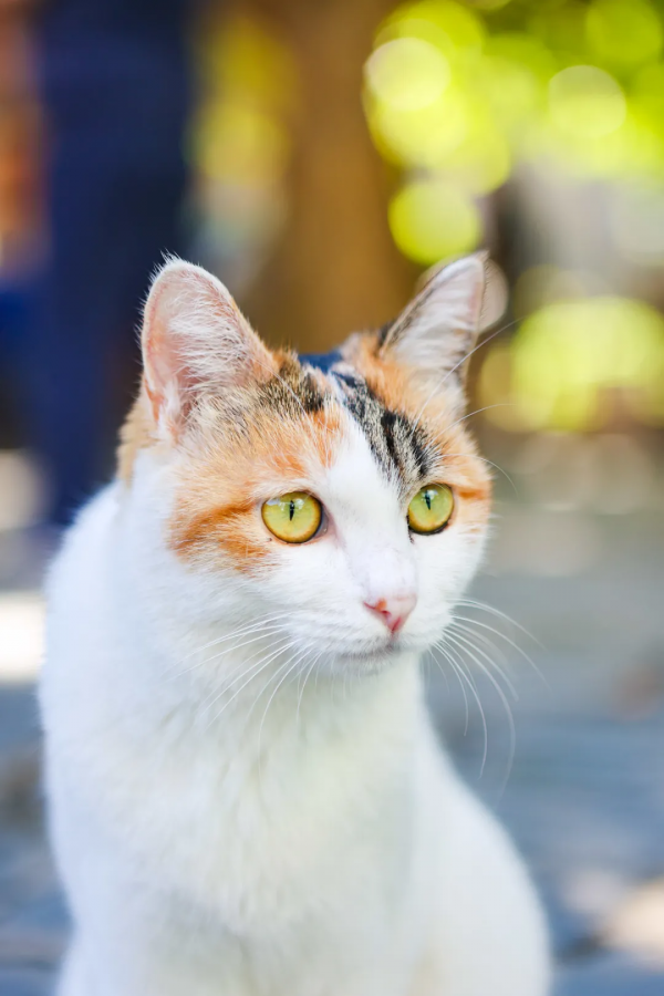 我,馬都督,是不會失寵的 我,馬都督,是不會失寵的