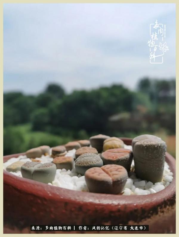 大千世界，與多肉共享