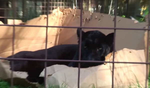 貓咪喜歡紙箱,那大貓呢?8種大型貓科動物實測,結果太可愛 貓咪喜歡紙箱,那大貓呢?8種大型貓科動物實測,結果太可愛