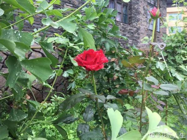 4種花別亂養,天天招蟲子,越養越生氣 4種花別亂養,天天招蟲子,越養越生氣