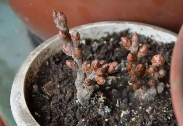 臘月買花，8種花白送都別要，養不活，還惹一肚子氣