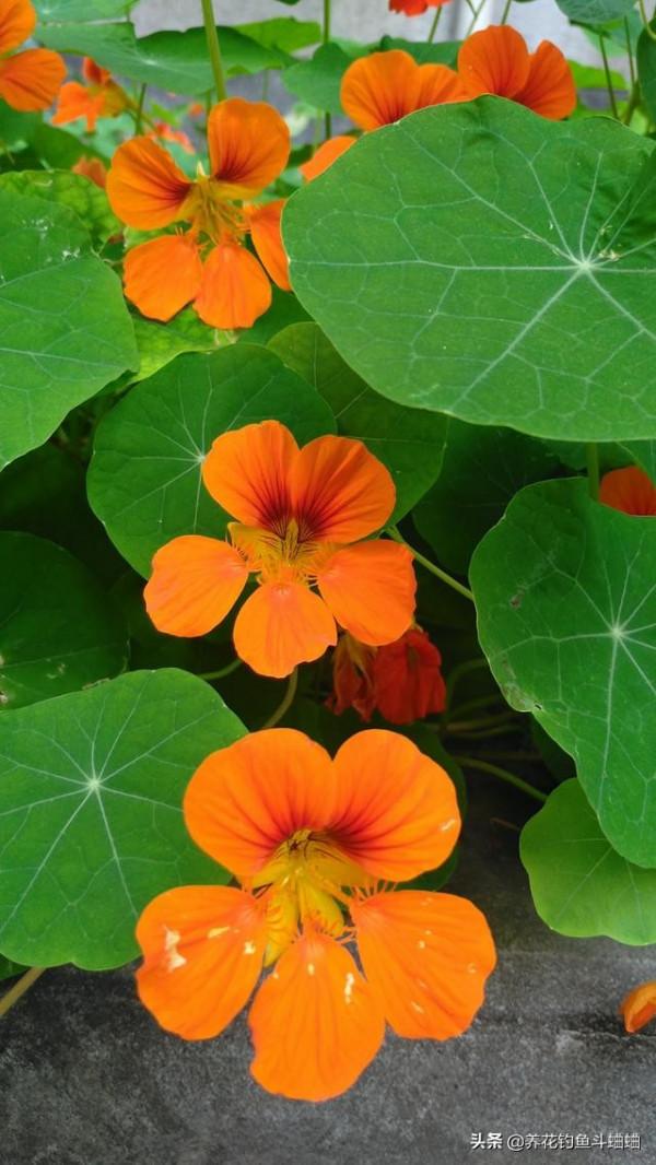 養花怕麻煩,可以選擇旱金蓮,遇水瘋長,無病害還勤花 養花怕麻煩,可以選擇旱金蓮,遇水瘋長,無病害還勤花