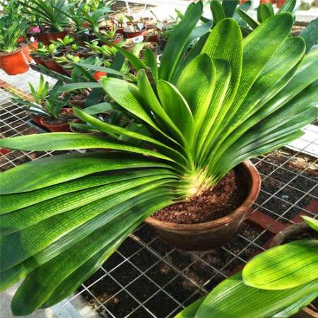 6種能養人的花，越養越有“好運氣”，建議養一盆