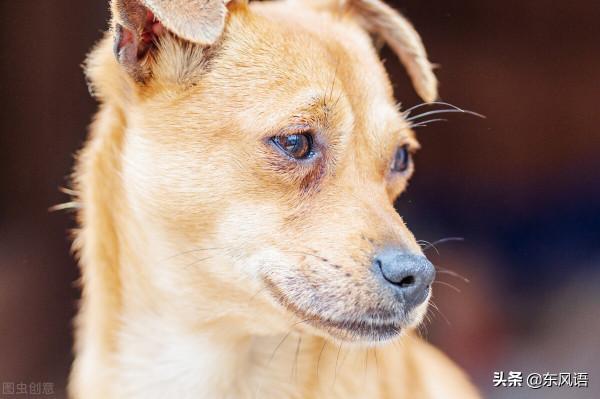 民間故事:一隻大黃狗,牽出一樁陳年因姦殺夫案 民間故事:一隻大黃狗,牽出一樁陳年因姦殺夫案