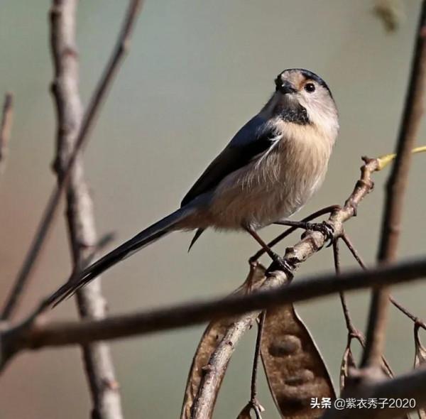 攬月灣的銀喉長尾山雀 攬月灣的銀喉長尾山雀