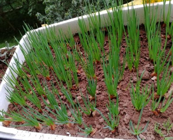 5種“蔬菜”不怕冷,陽臺種一盆,0度凍不死,吃一茬冒一茬 5種“蔬菜”不怕冷,陽臺種一盆,0度凍不死,吃一茬冒一茬