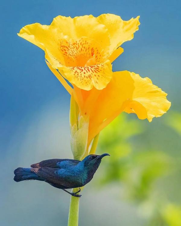 美麗動人的花鳥圖