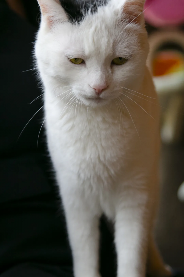 麻條條失蹤了?貓辦貓們玩兒起了劇本殺 麻條條失蹤了?貓辦貓們玩兒起了劇本殺