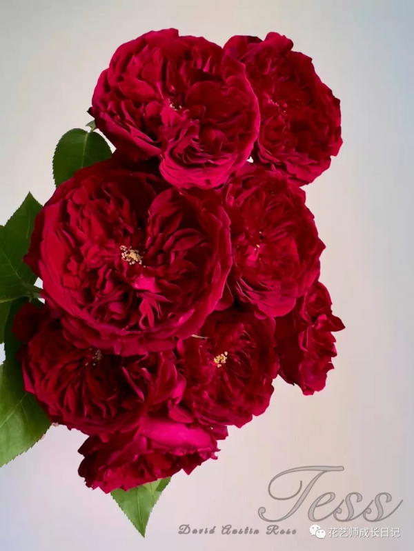 100朵玫瑰vol.34 | 大衛奧斯汀苔絲玫瑰，紅色系貴族色彩