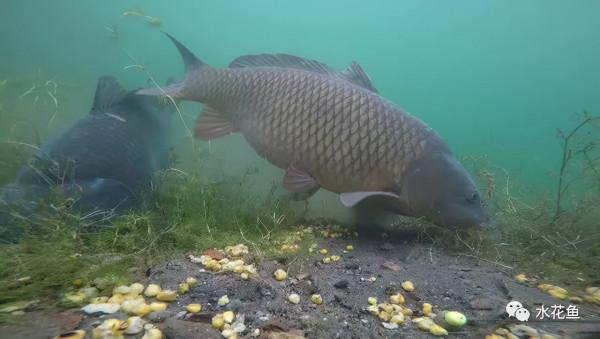 水生動物圖文欣賞(5)——四大主要食性魚類與五小類食性魚類 水生動物圖文欣賞(5)——四大主要食性魚類與五小類食性魚類