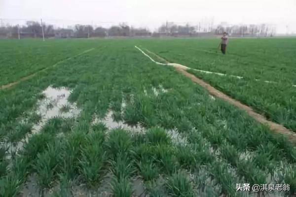 小麥越冬水要不要澆?我來為你解答 小麥越冬水要不要澆?我來為你解答