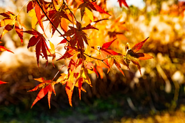 蘆花白了，楓葉紅了，南太湖初冬的限定美景，這波美圖藏不住了