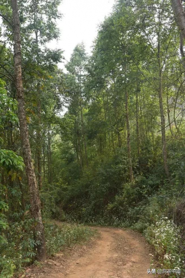 磨烈普洱是怎樣的？