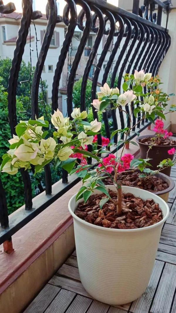 人養花,花亦養人!家居盆花20種,漂亮又實用,總有一款你喜歡 人養花,花亦養人!家居盆花20種,漂亮又實用,總有一款你喜歡