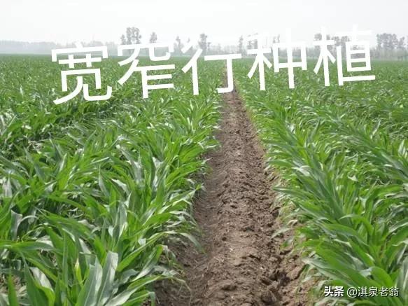 玉米寬窄行種植是高產的重要措施