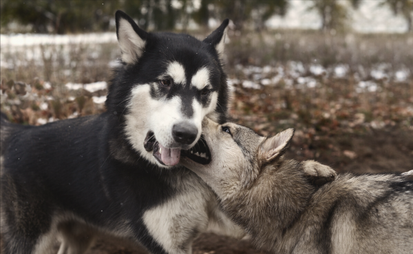 動物故事:外公家的土狗聰慧勇猛,咬傷頭狼,驅除了跟蹤來的群狼 動物故事:外公家的土狗聰慧勇猛,咬傷頭狼,驅除了跟蹤來的群狼