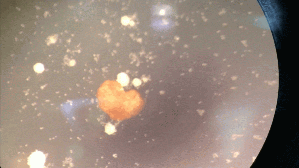 機器人也能「造孩子」:全球首個活體機器人創生命繁衍新方式 機器人也能「造孩子」:全球首個活體機器人創生命繁衍新方式