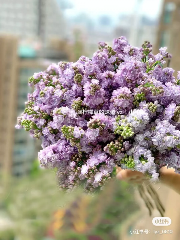 花材界的“愛馬仕”們,美貌自不必說,價格更是讓人服氣 花材界的“愛馬仕”們,美貌自不必說,價格更是讓人服氣