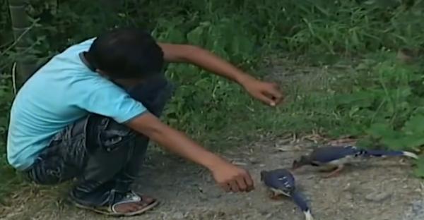 湖南一少年通曉鳥語，能引導鳥兒做事，傳聞中的“鳥神”被找到？