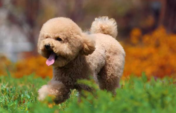 泰迪很脆弱的5個部位，再生氣也不能打，會丟了狗命的