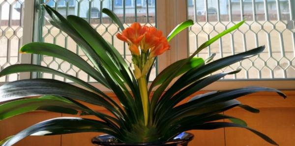 “壽命長”的11種花，好養寓意好，越養越值錢