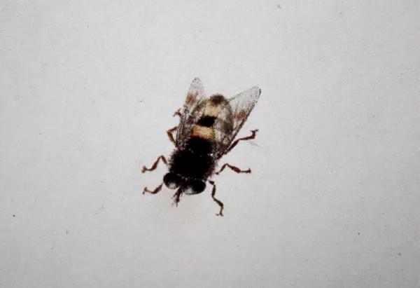 齊白石筆下的飛蟲,精細之極 齊白石筆下的飛蟲,精細之極