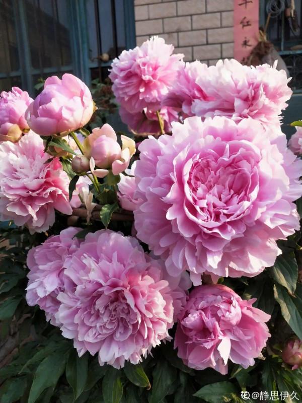 注意，芍藥一年種一次，晚了全年不開花