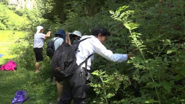鎮雄美味 野生草莓 烏泡兒