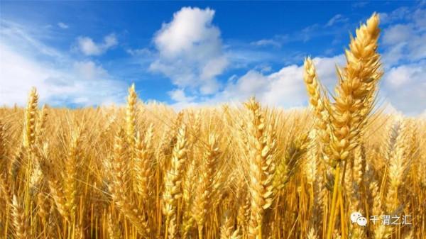 我們種過吃過的五穀雜糧 我們種過吃過的五穀雜糧