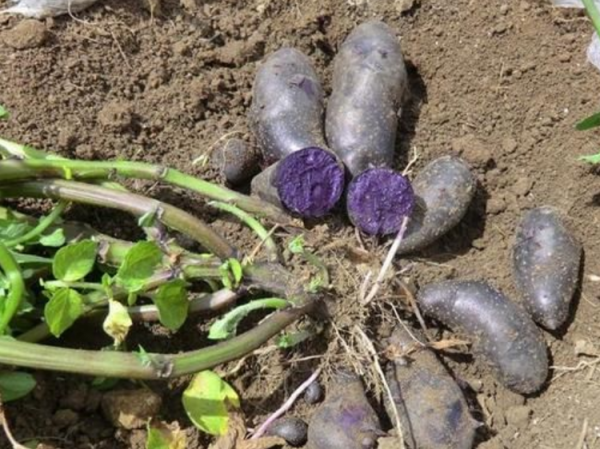 黑土豆:價格是普通土豆的5-6倍,農戶正“積極擴種” 黑土豆:價格是普通土豆的5-6倍,農戶正“積極擴種”