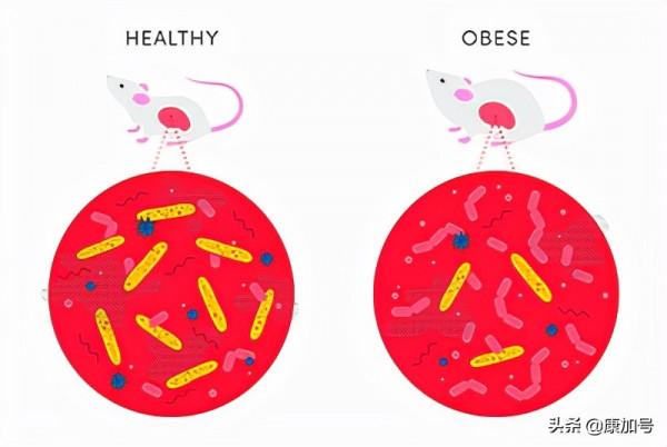 科學突破：一種無害的腸道細菌可以預防肥胖