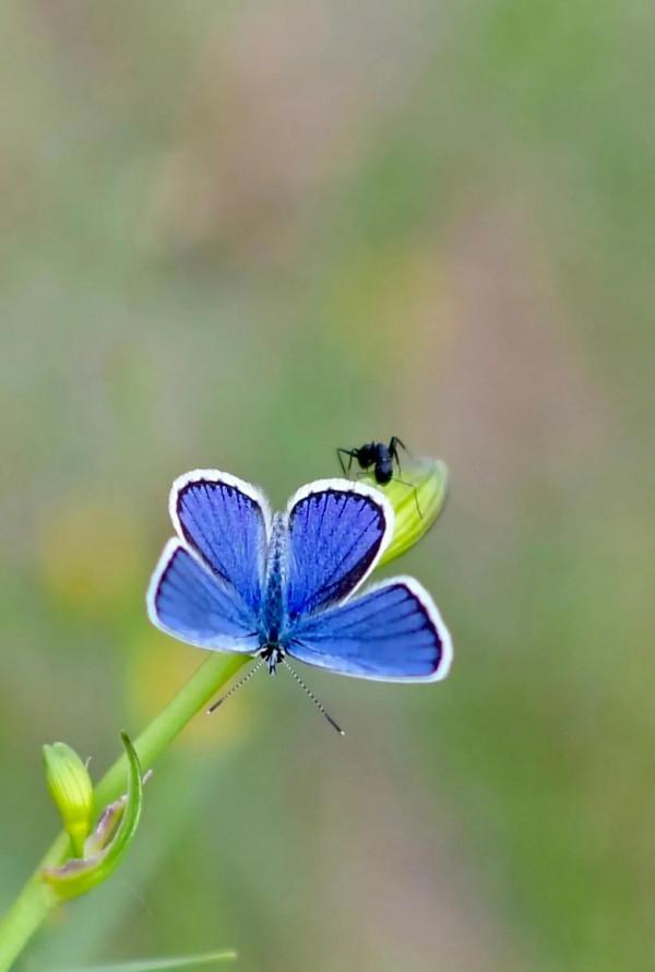 散文:夜來春雪聲,花落知多少 散文:夜來春雪聲,花落知多少