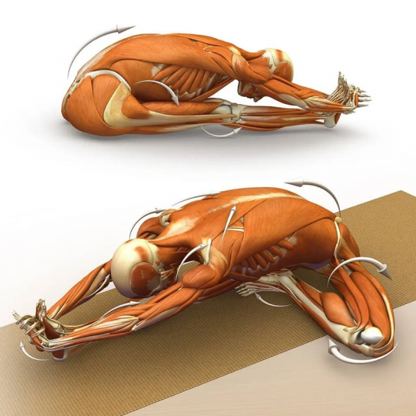 練瑜伽，這些解剖常識你要知道（附28個常見體式解剖圖）