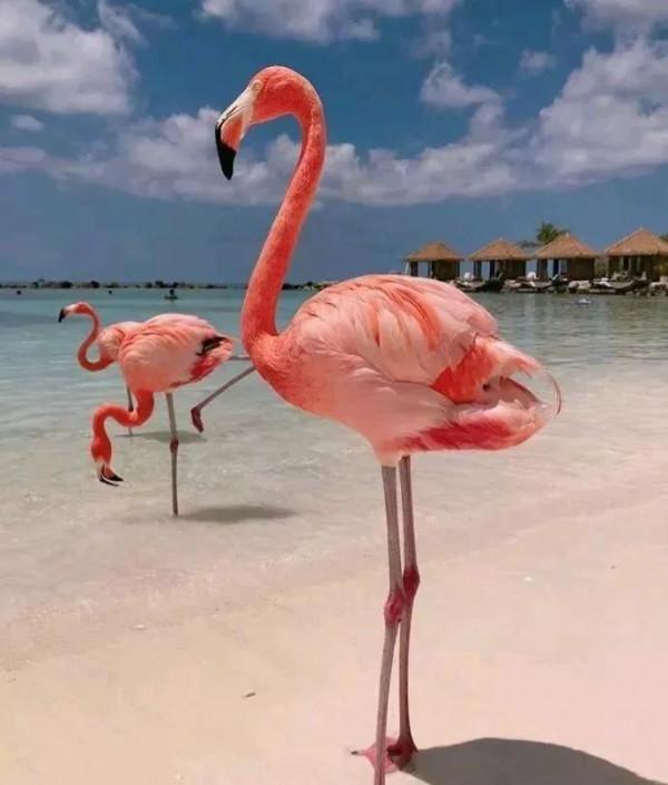 我的船上生活之007-郵輪碼頭篇之Aruba