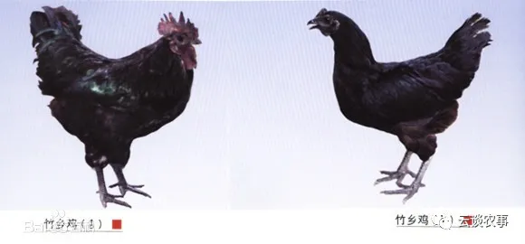 雞的品種與分類&mdash;&mdash;居然有這麼多品種？